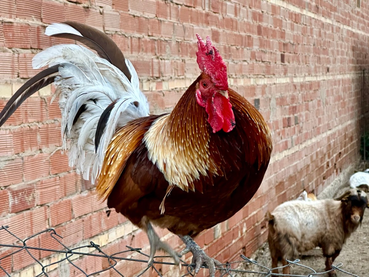 Espagne 35 Los Arcos –&nbsp;Estella