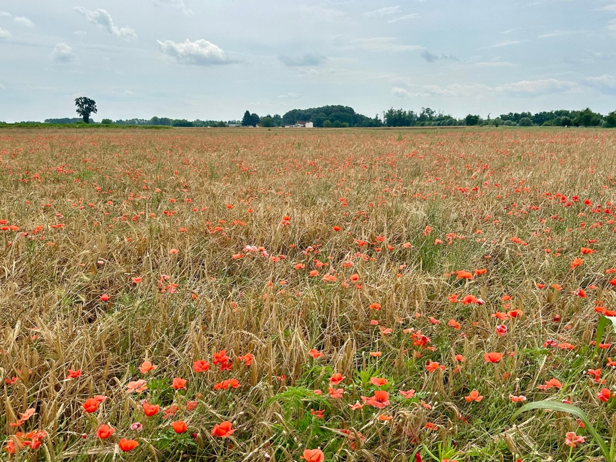 Italie 8 Pavia – Santa&nbsp;Christina