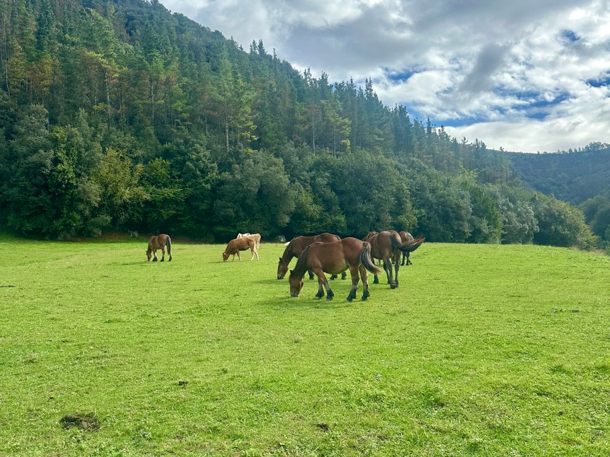 Norte 7 Guipúzkoa – Markina&nbsp;Xemein