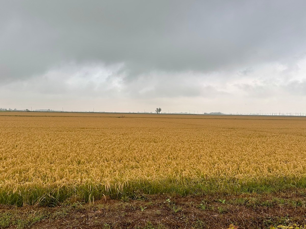 Francigena 53 Santhià –&nbsp;Vercelli