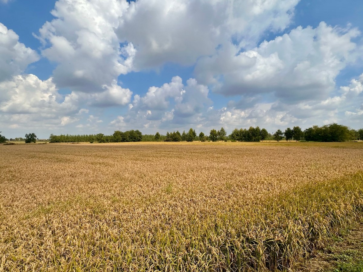 Francigena 54 Vercelli –&nbsp;Nicorvo